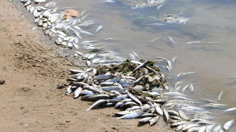 أسماك نافقة على ضفة النهر (تعبيرية)